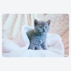 NKD Platz-Set mit Katzen-Fotodruck, ca. 43,5x28,2 cm